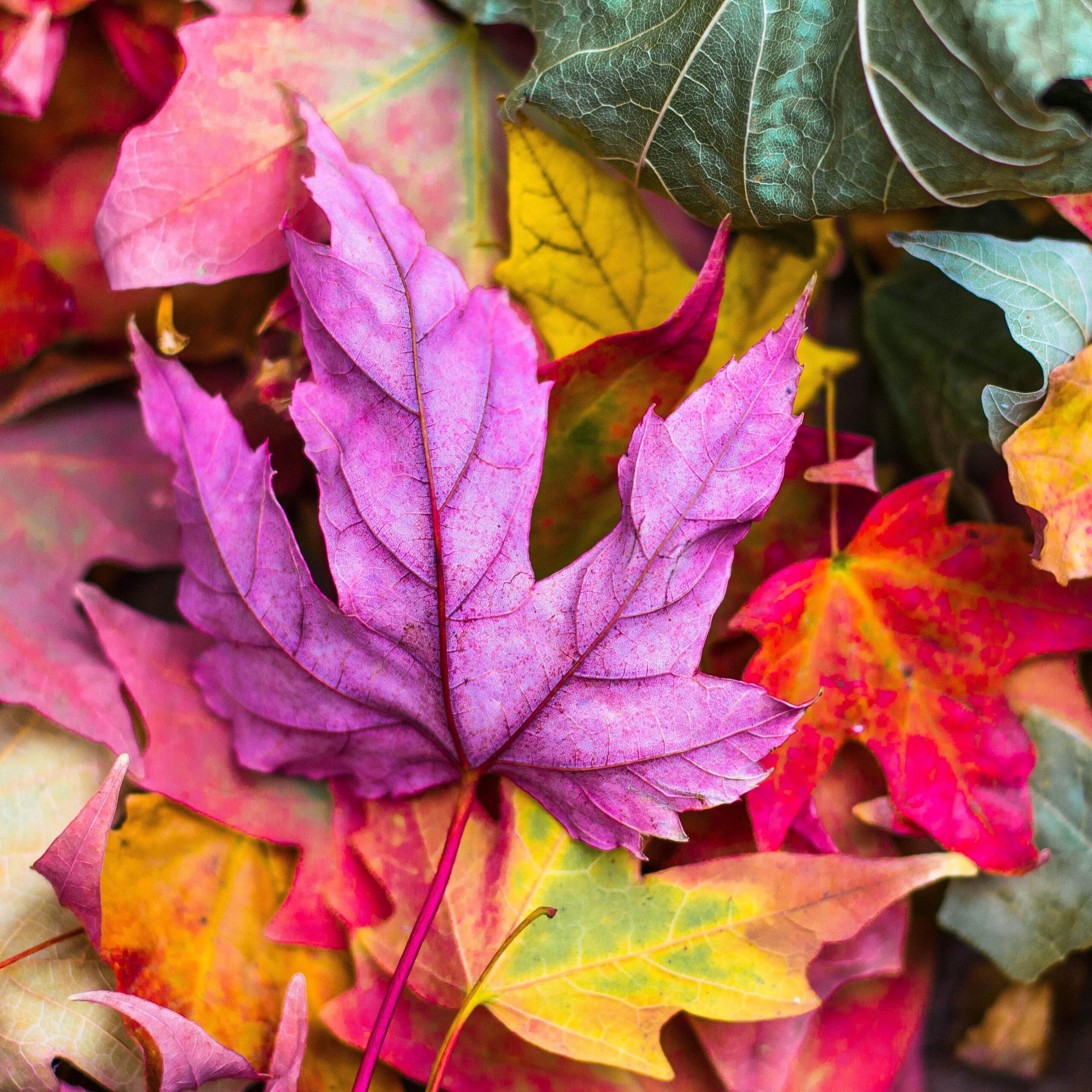 Autumn-min